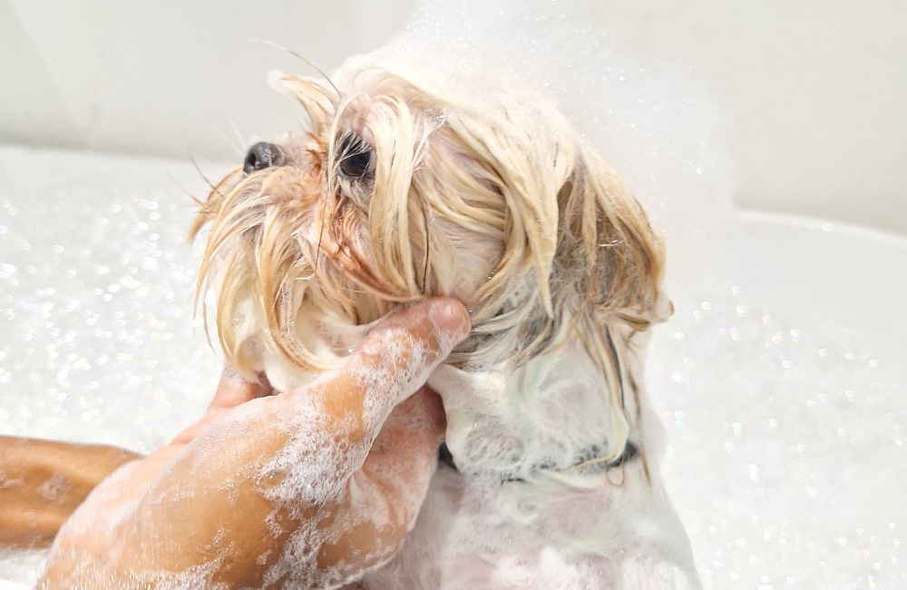 white dog in bathtub
