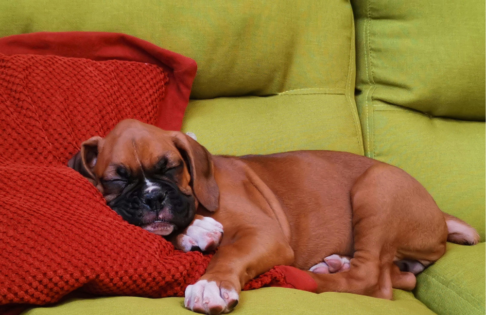 brown puppy on green couch sleeping