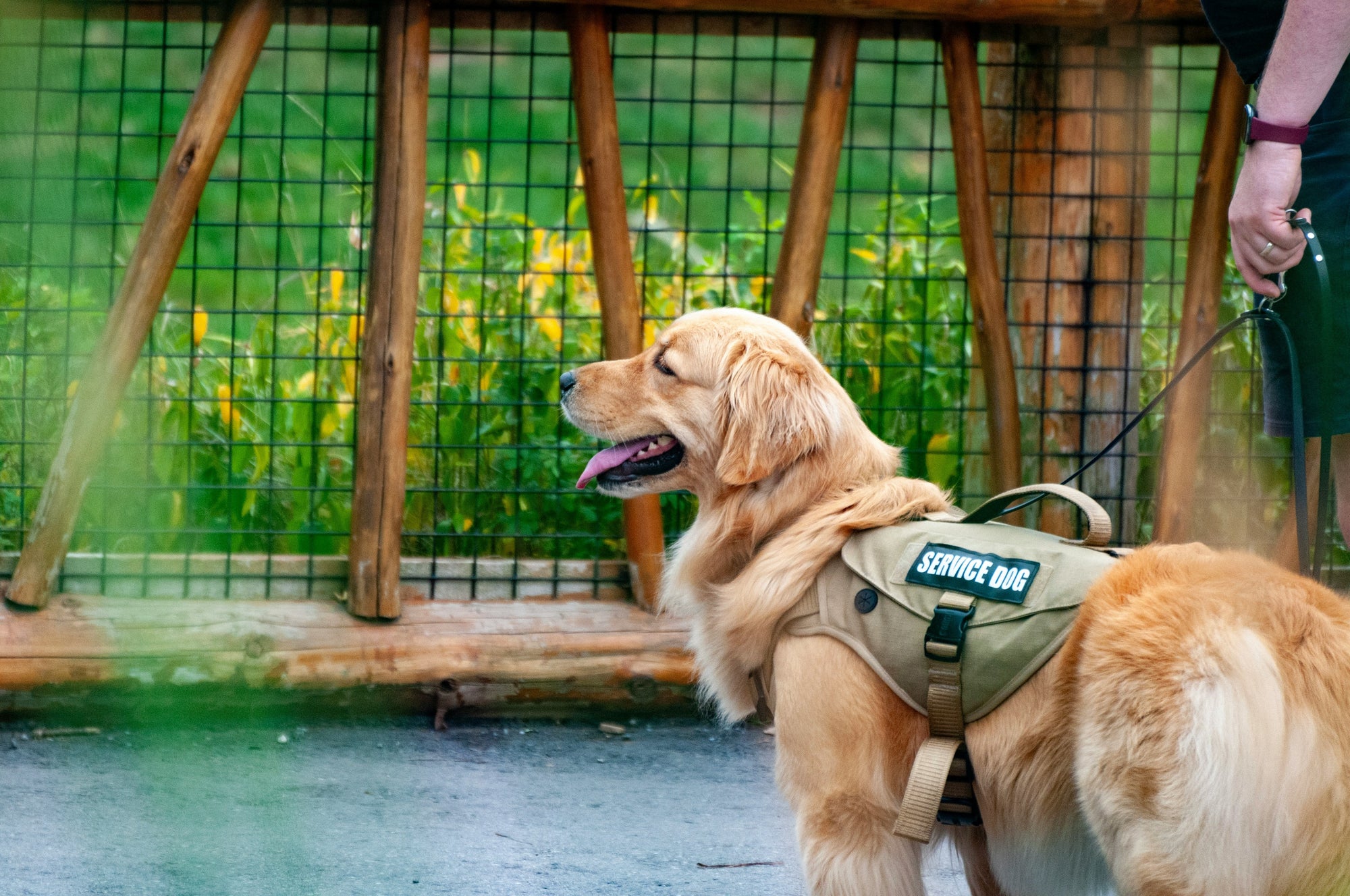 The Importance of Keeping Your Service Dog Well-Groomed