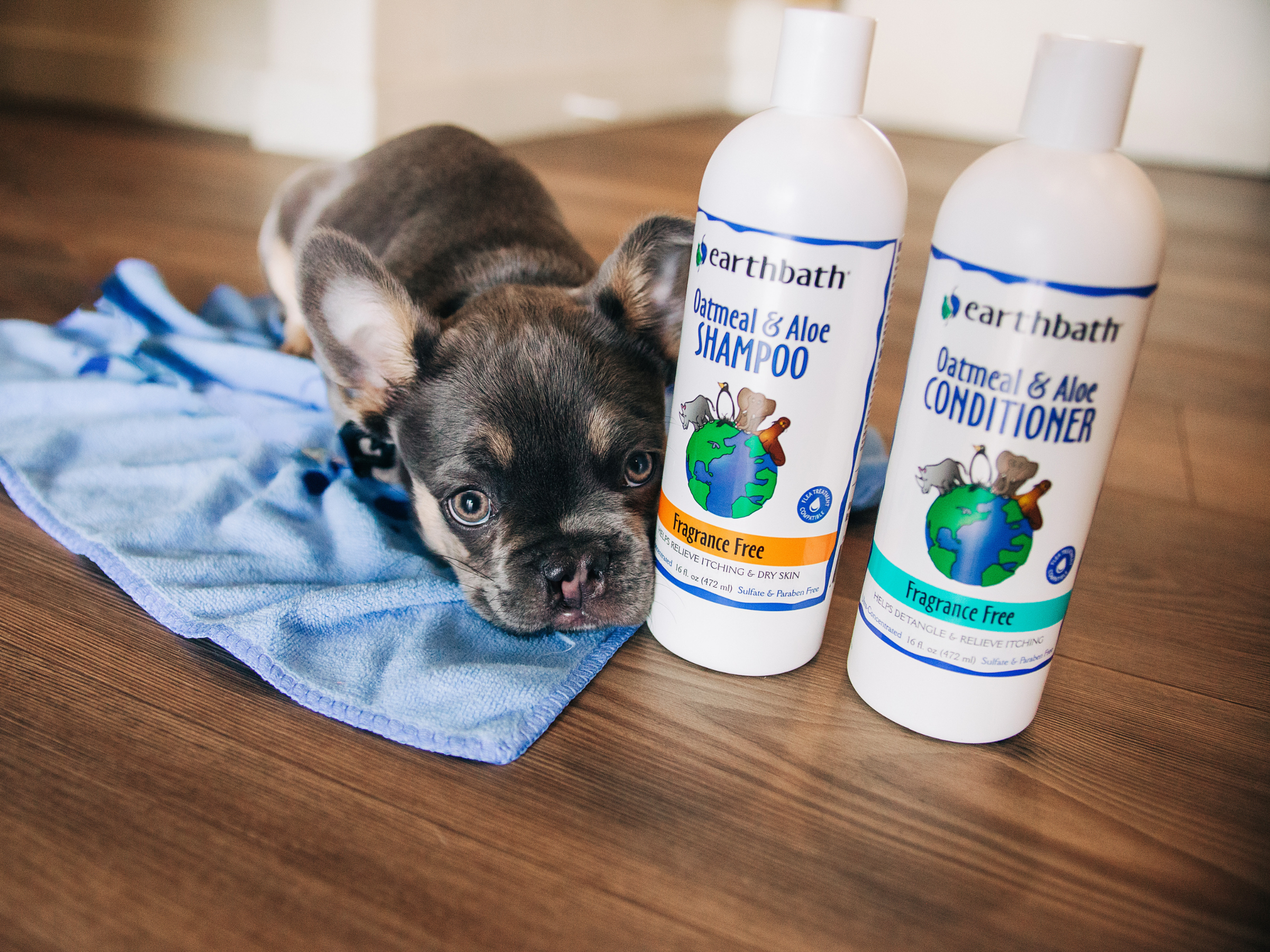 Small dog with Earthbath Oatmeal & Aloe Shampoo and Conditioner bottles on a wooden floor.