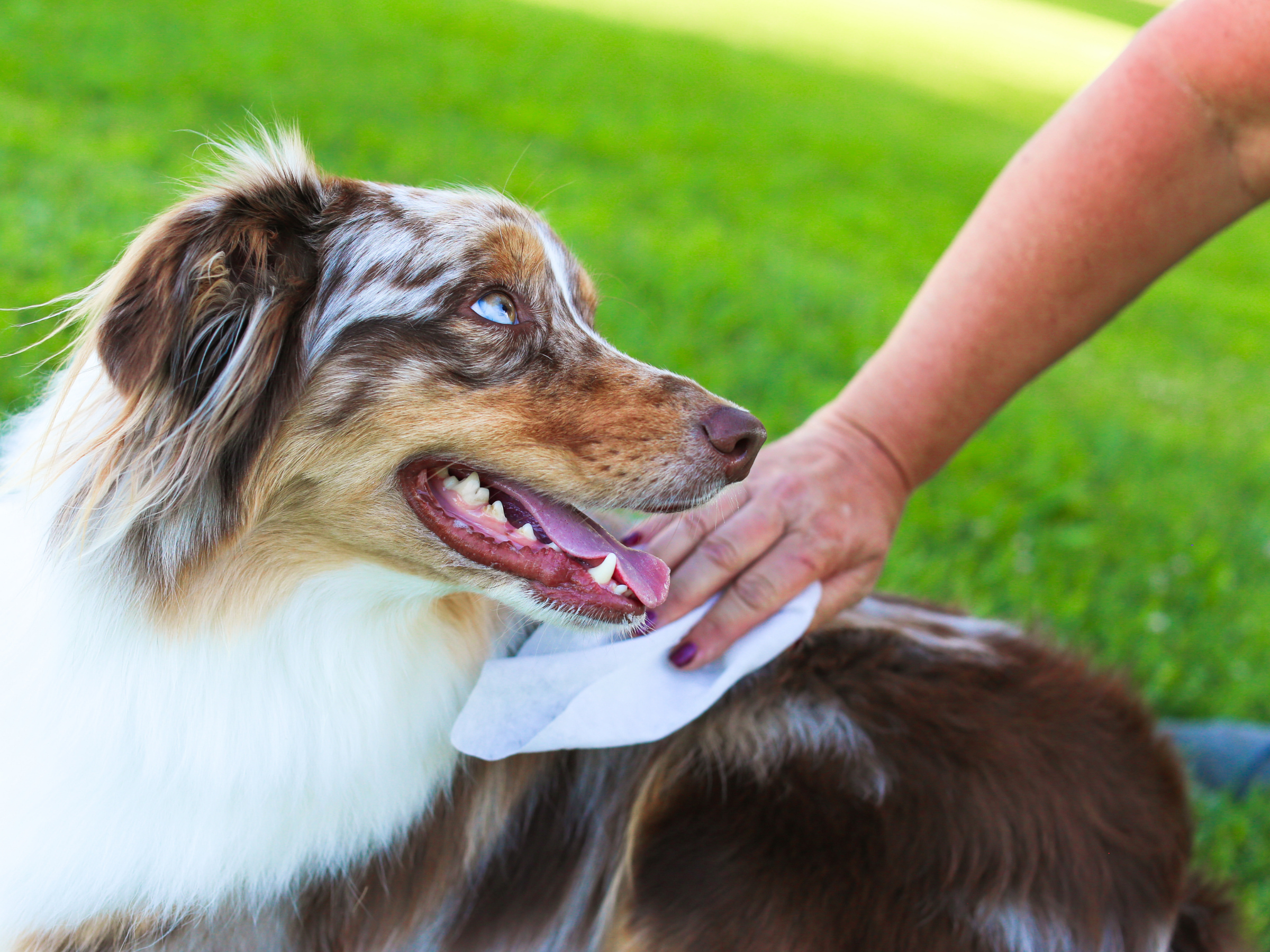 Dog being petted by a person with a green grass background