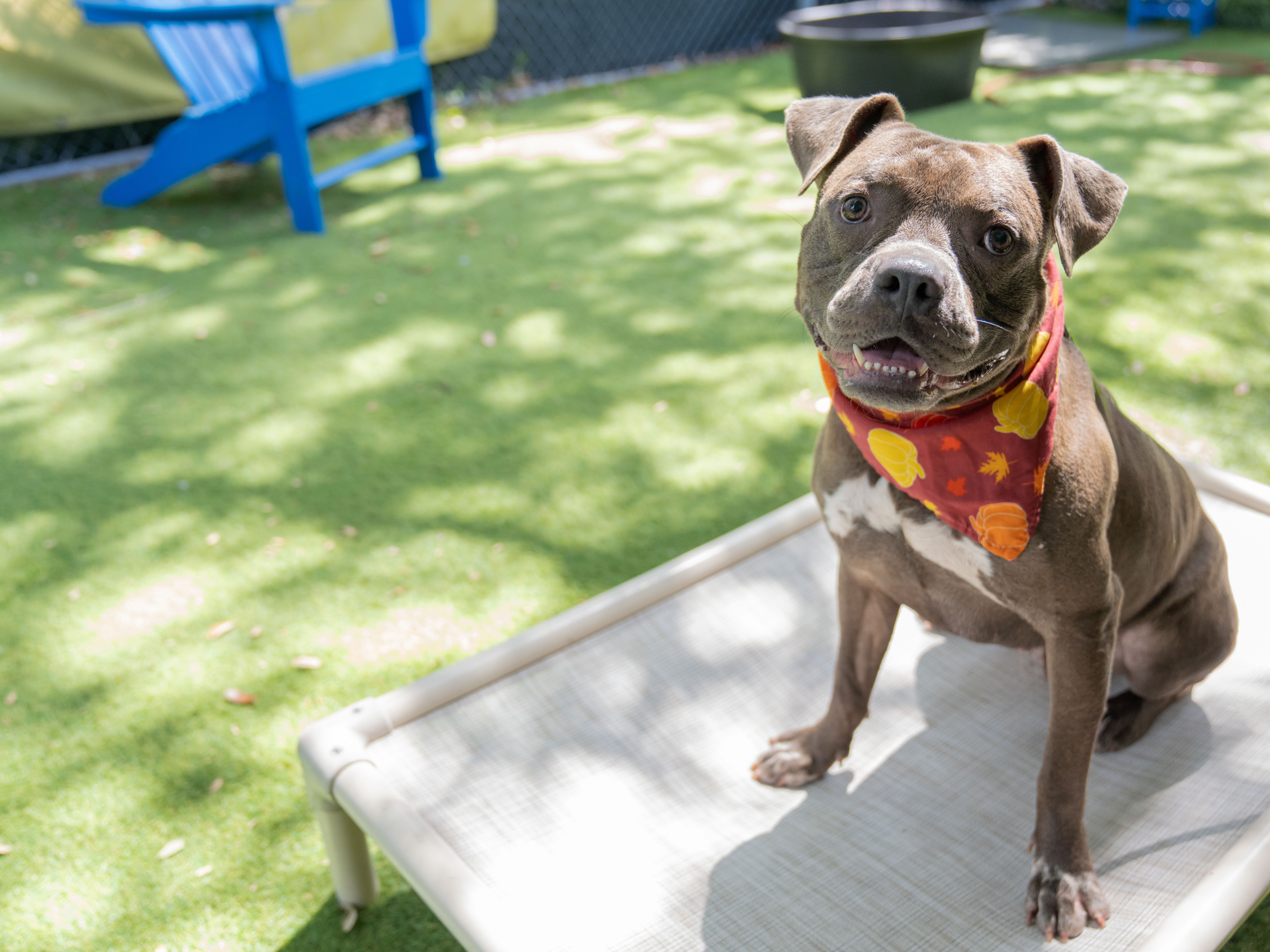 Dog wearing a colorful bandana sitting on a chair outdoors