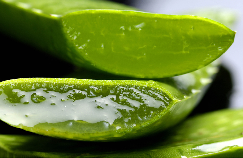 bright green aloe vera plant