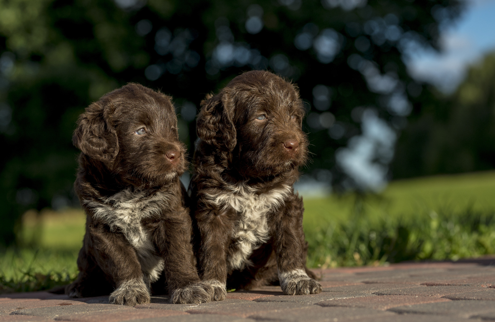 two brown puppies sitting