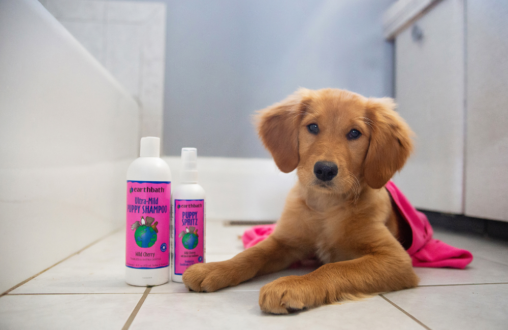 golden puppy on bathroom floor with Puppy Shampoo and pink towel