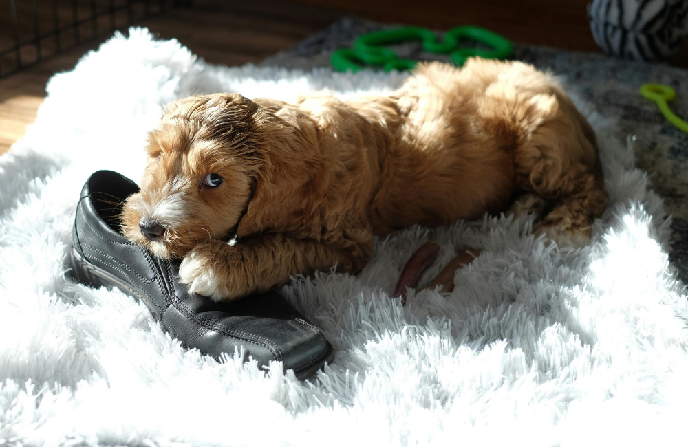 doodle puppy chewing shoe on white shag rug