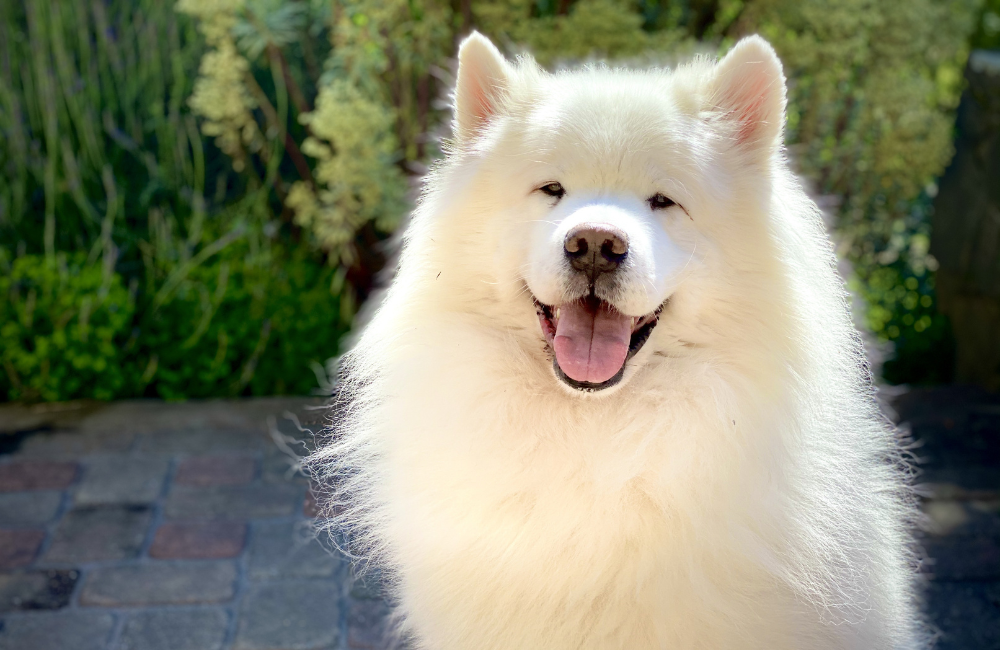 White Fluffy Dog Sitting Outside on Summer Day