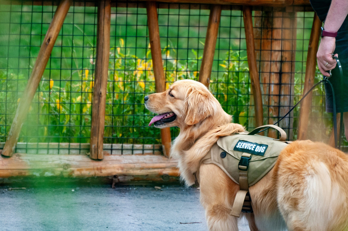 The Importance of Keeping Your Service Dog Well-Groomed
