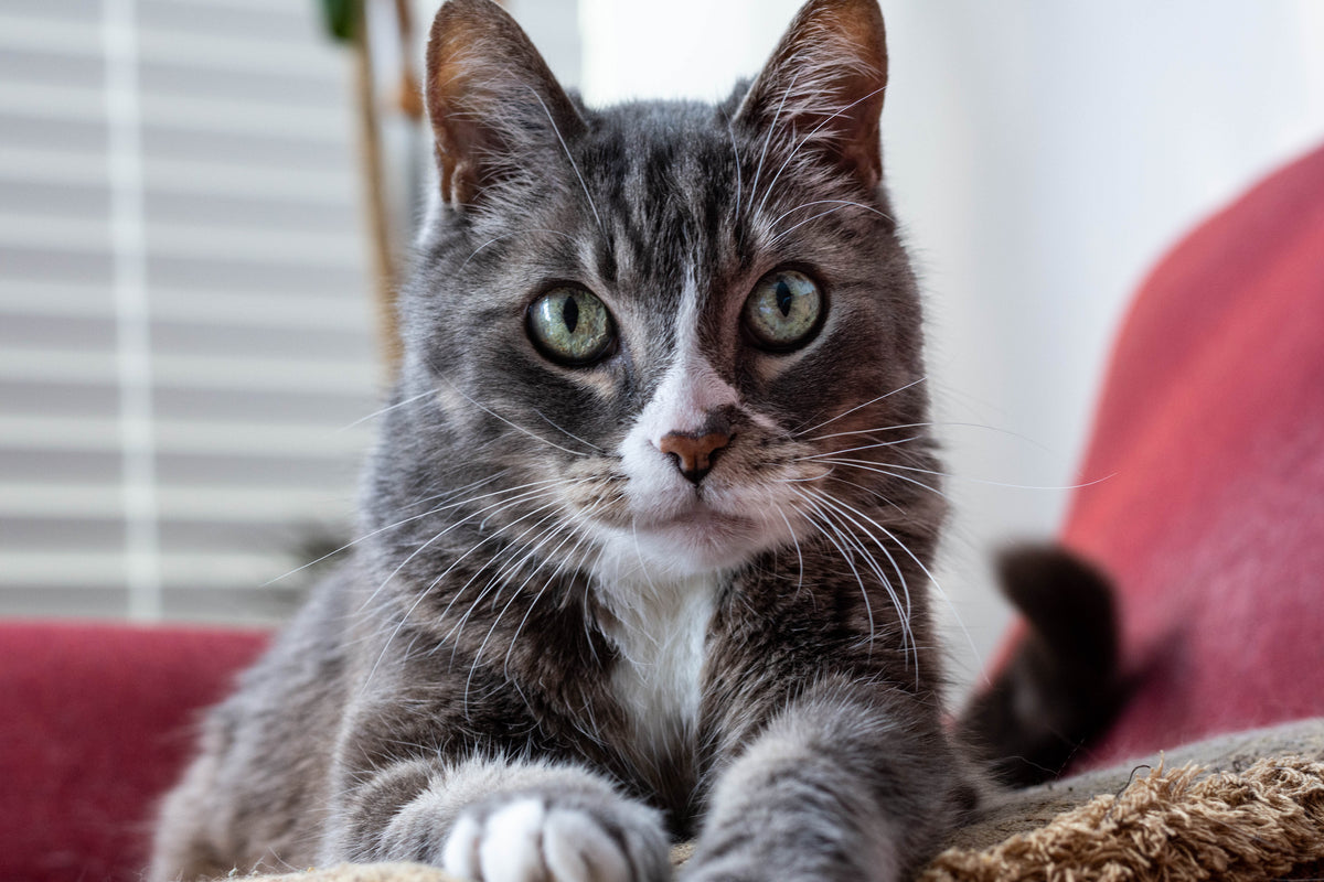 Easy DIY Cat Treat Recipes
