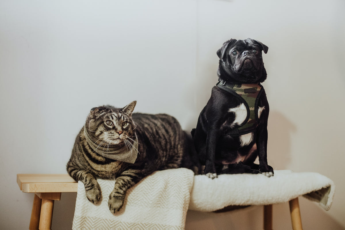Is Tea Tree Oil Safe for Dogs and Cats?