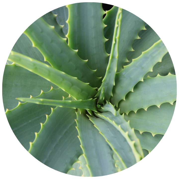 Green Aloe Vera Close Up