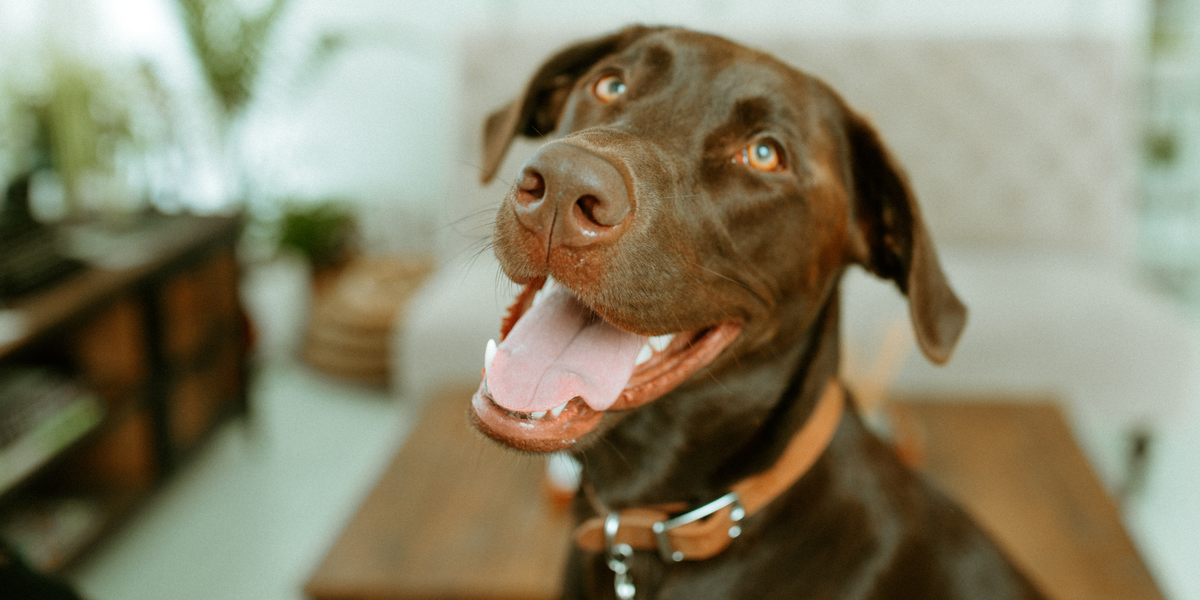 brown dog smiling