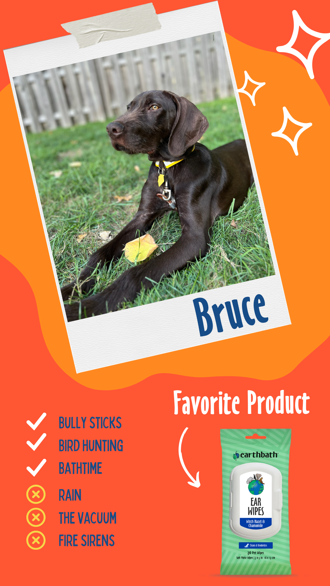 Bruce loves Ear Wipes on orange background