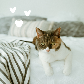 Cat with hearts