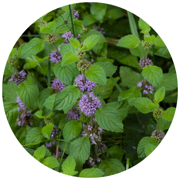 Green leaves and purple flower cornmint plant