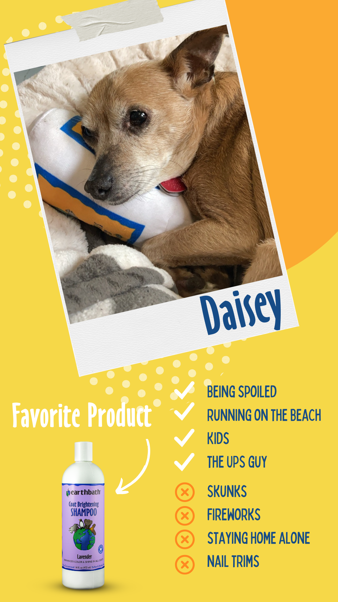 daisey the dog loves Coat Brightening Shampoo on yellow background