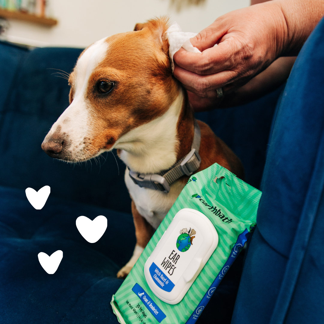 Dog using Ear Wipes