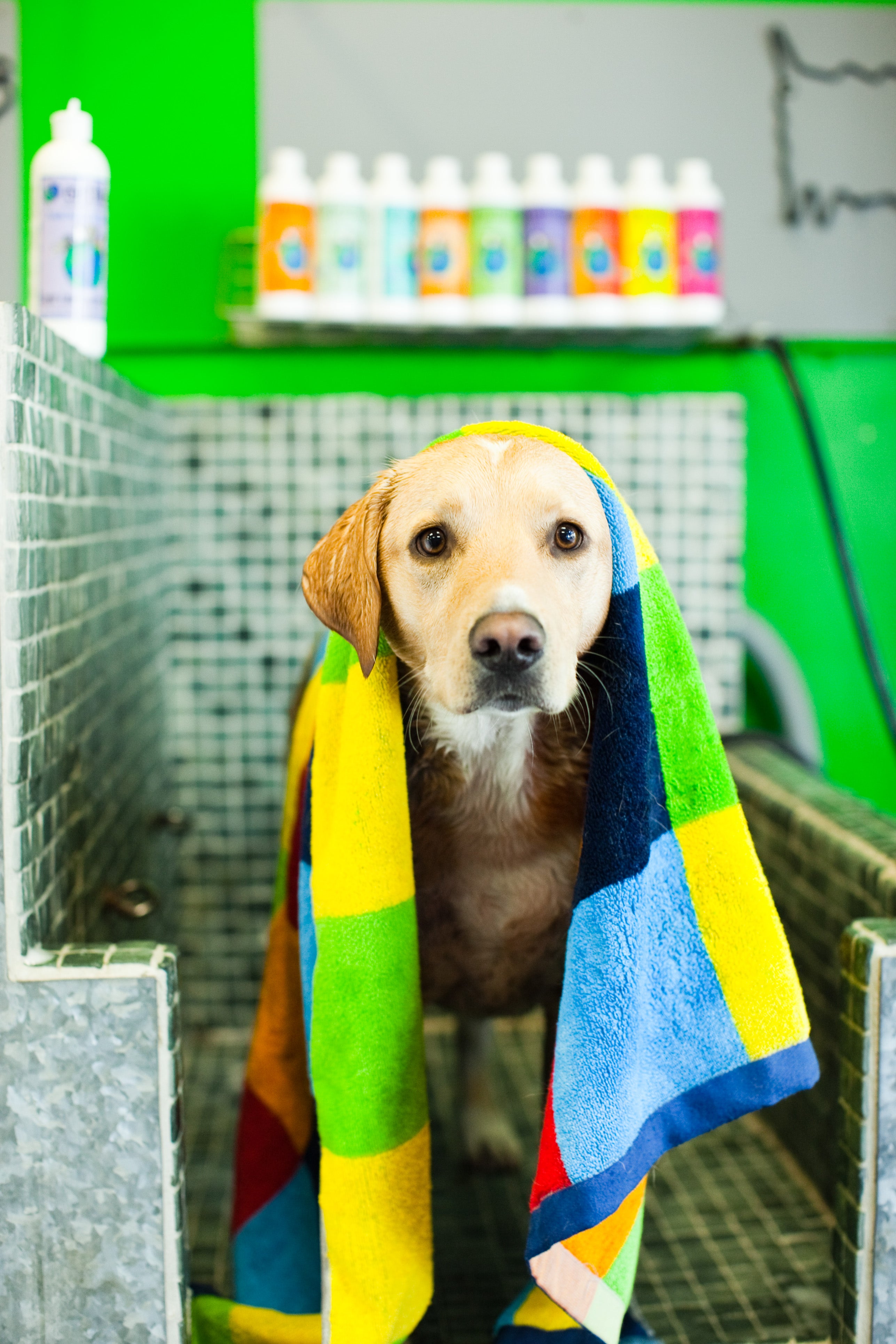 dog in pet wash with towel on its head