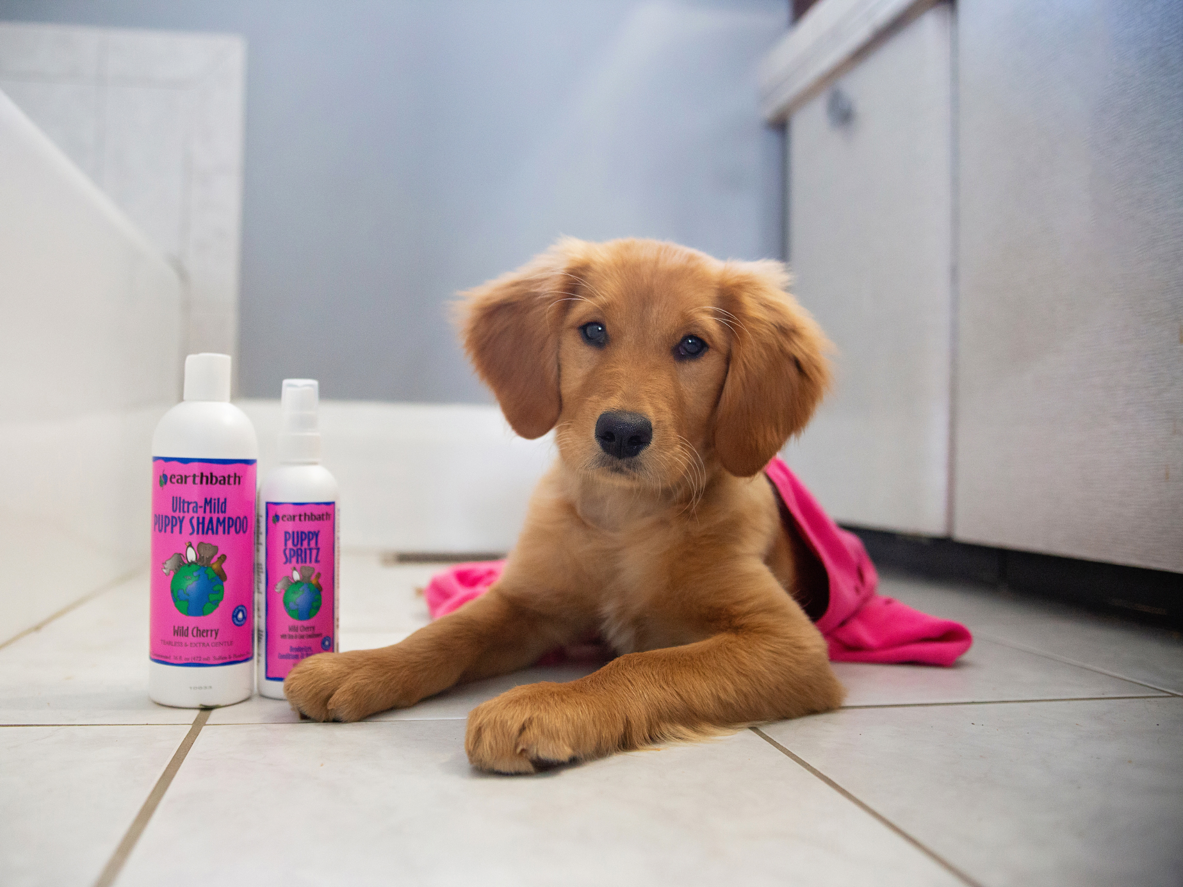 Puppy sitting on a tiled floor with two bottles of pet shampoo in front of it.