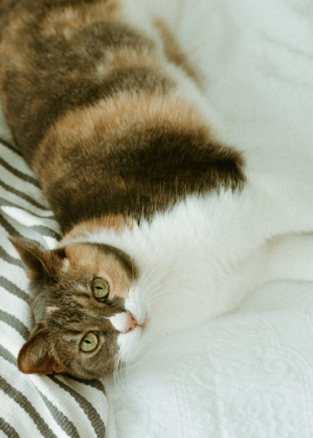 Cat on bed