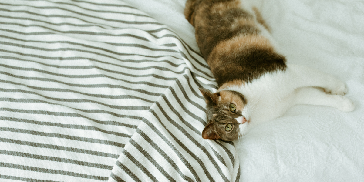 cat on bed