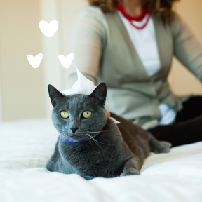 Cat with hearts