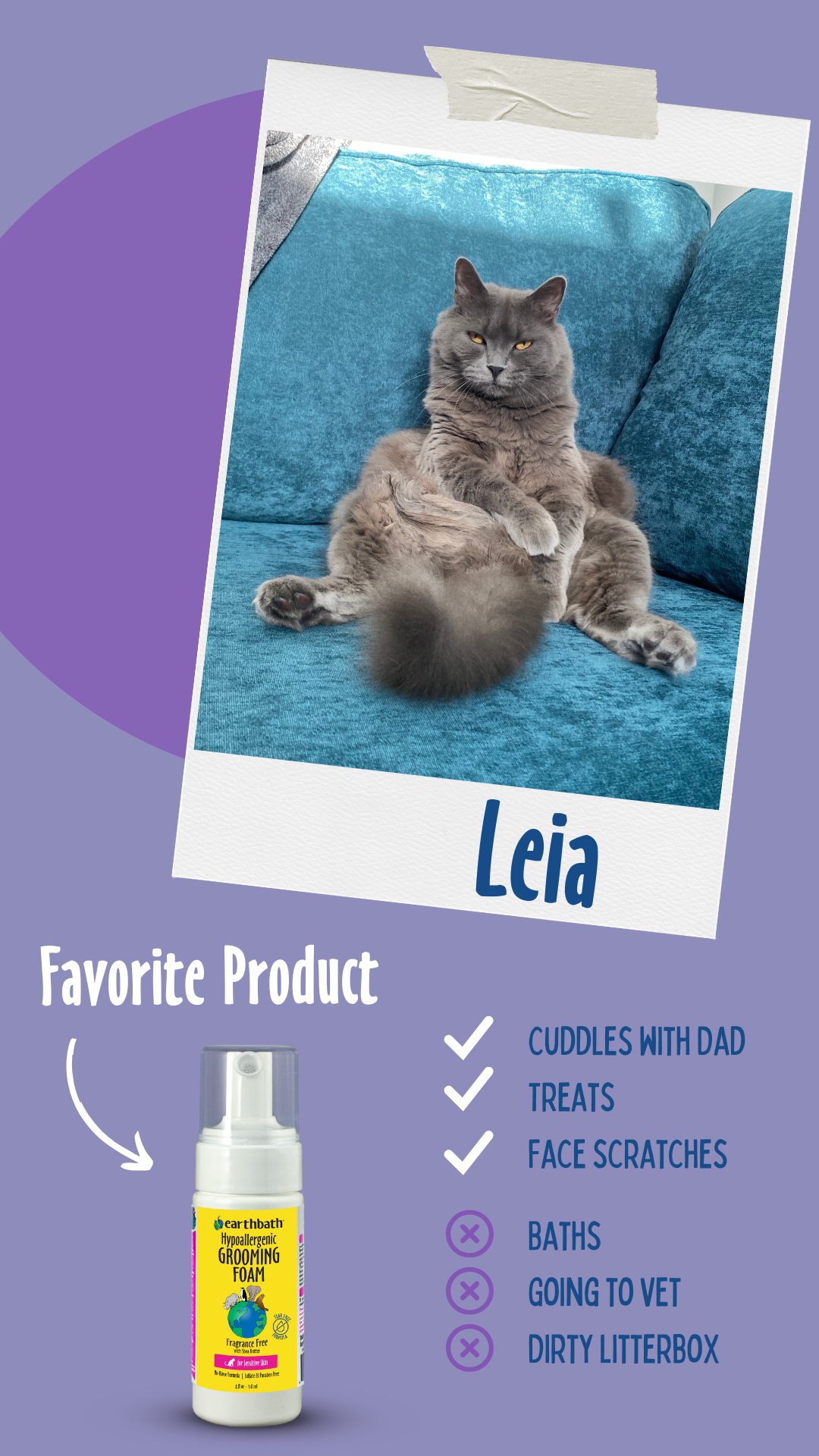 leia the cat loves the cat foam on purple background