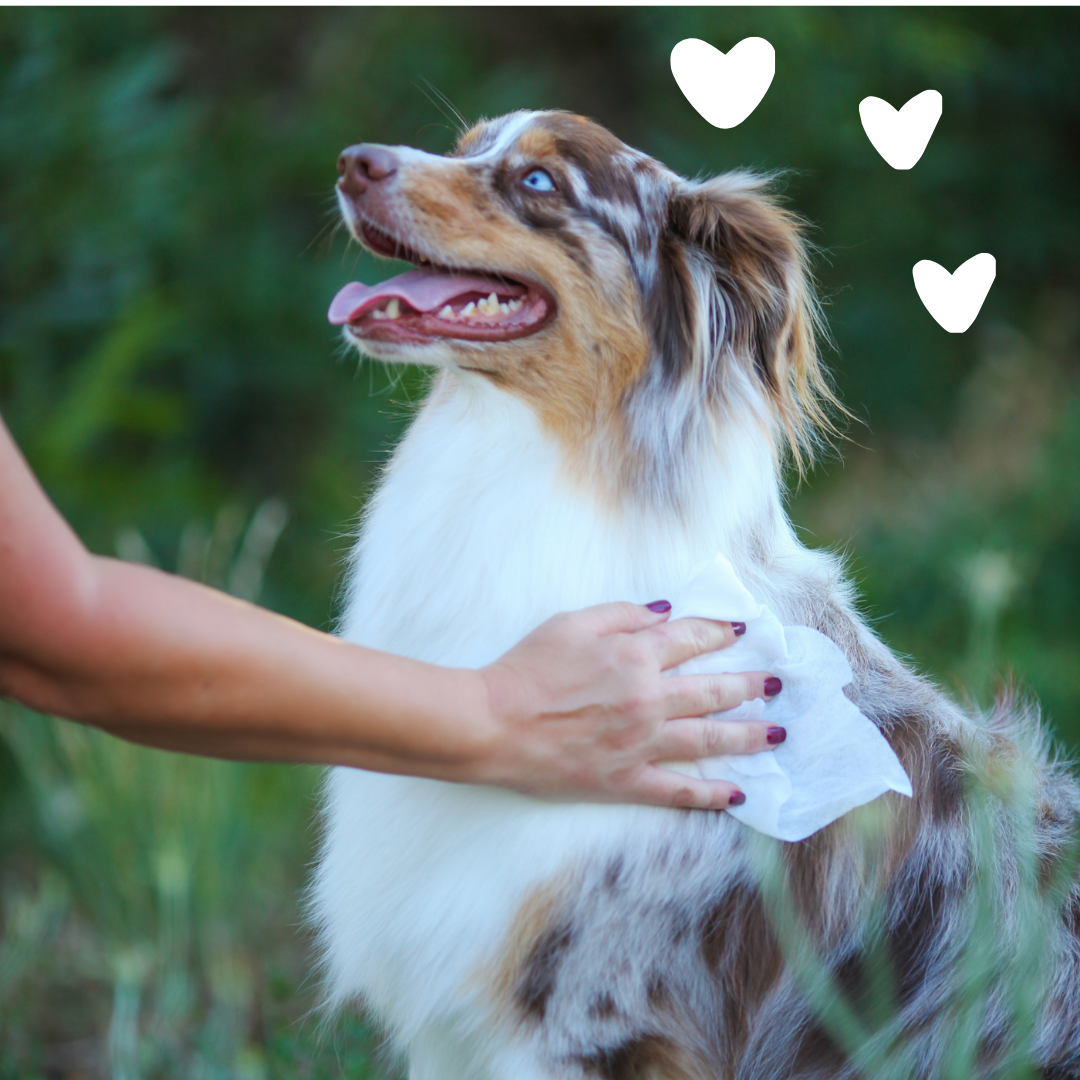 Dog with human arm and hearts
