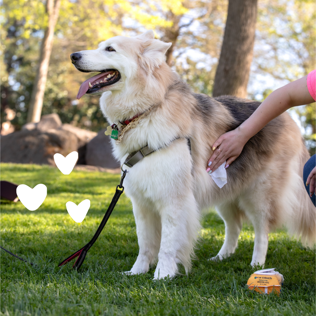 Dog with hearts using Oat Aloe Wipes