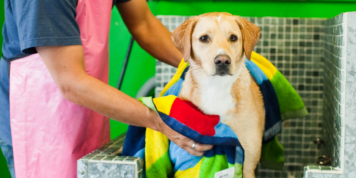 dog getting toweled off in pet wash