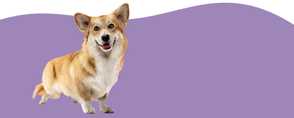 happy corgi on purple wave background