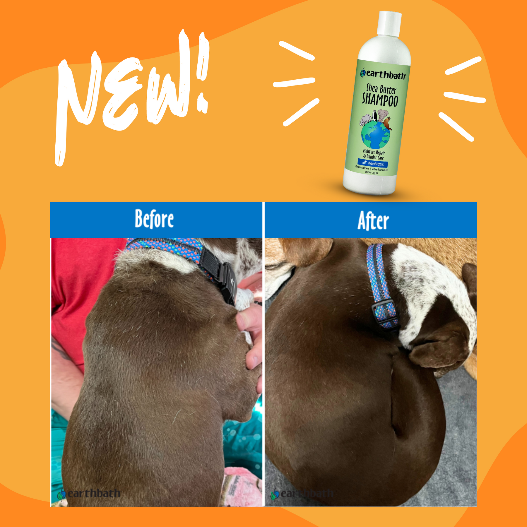 Before and after of a dog using Shea Butter Shampoo
