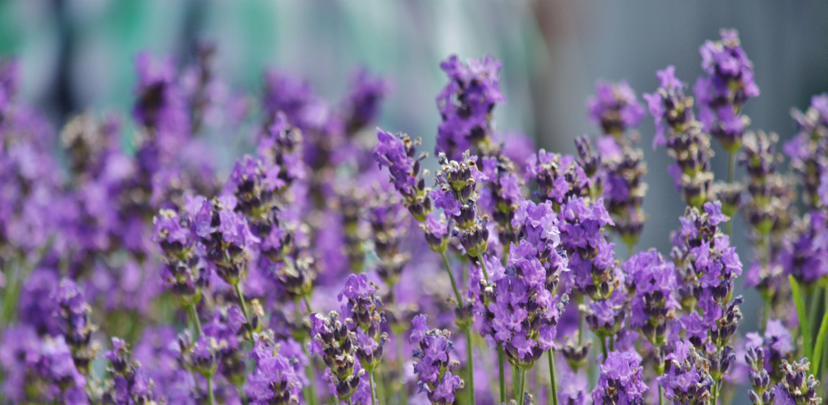 lavender field