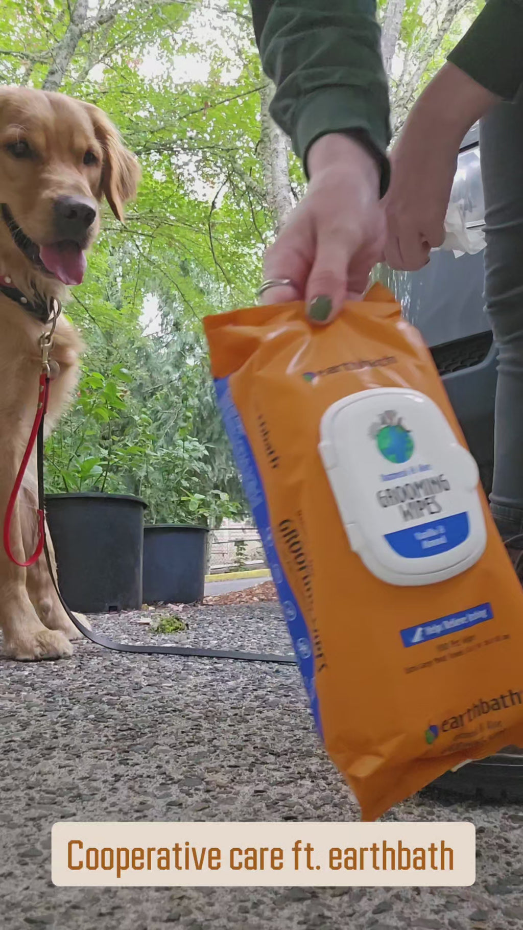 golden retreiver getting wiped down with wipes