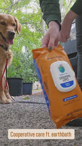 golden retreiver getting wiped down with wipes