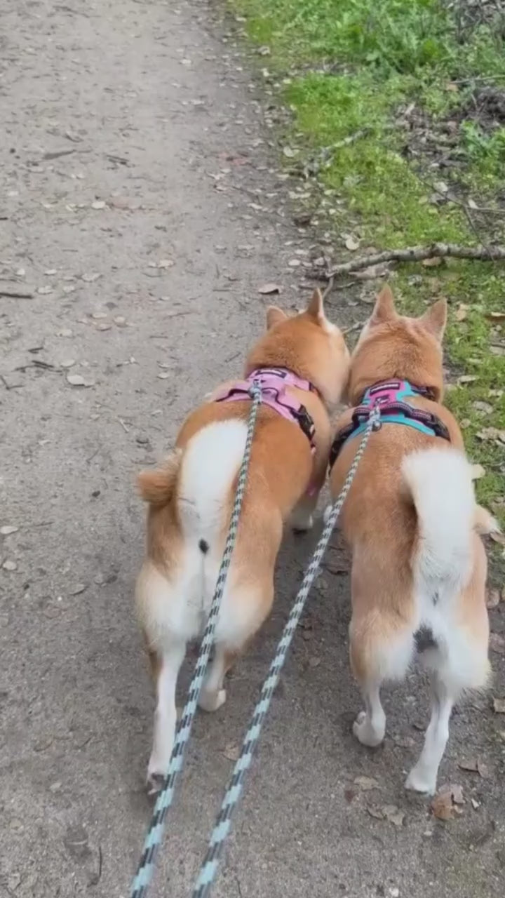 two corgis using tushy wipes