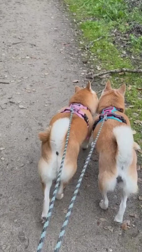 two corgis using tushy wipes